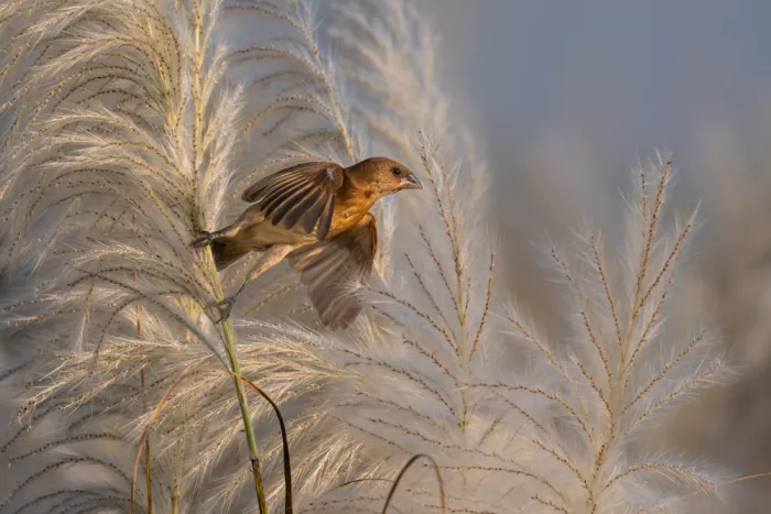 Dhesi, Rajat: Scaly Breasted Munia