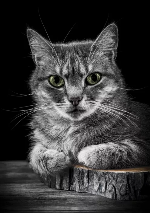 Philippe, Laruelle: Le chat
