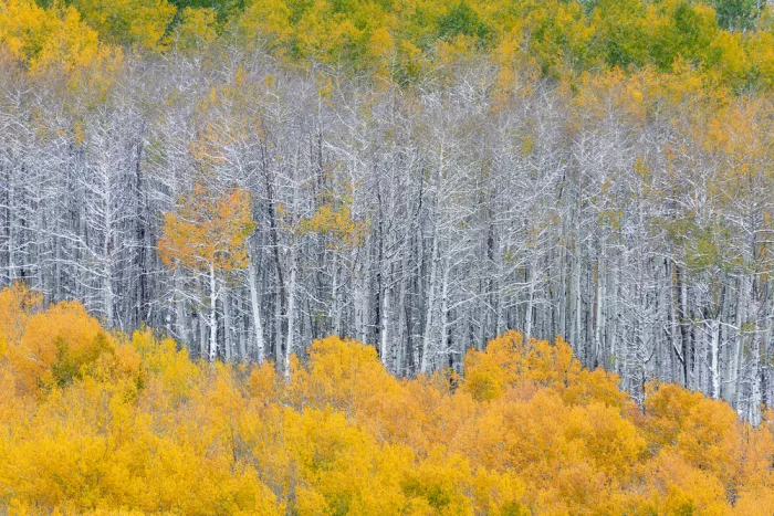 Xu, Mei: Color Layers of Aspen