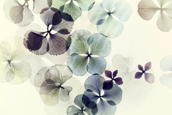 Deelen, van Ellen: Hydrangea (dried)