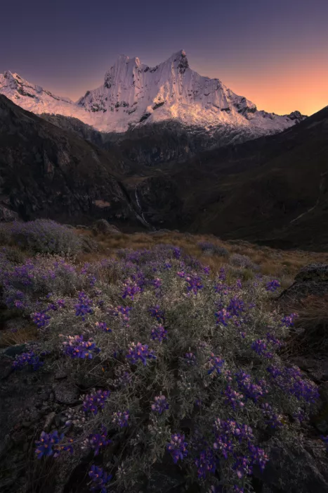 P., Ruiqing: Twilight Elegy-Andes Lupines