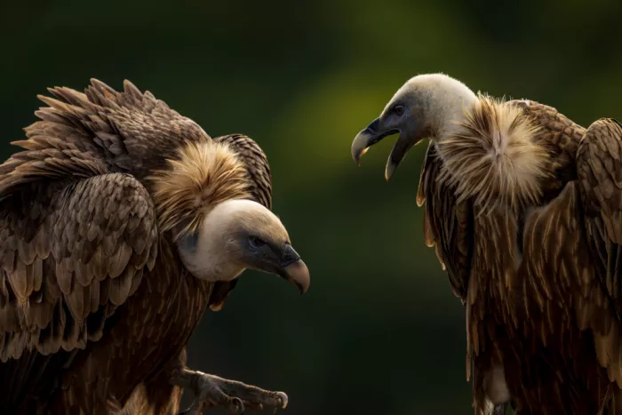 Weiss, Shmulik: Griffon’s argue
