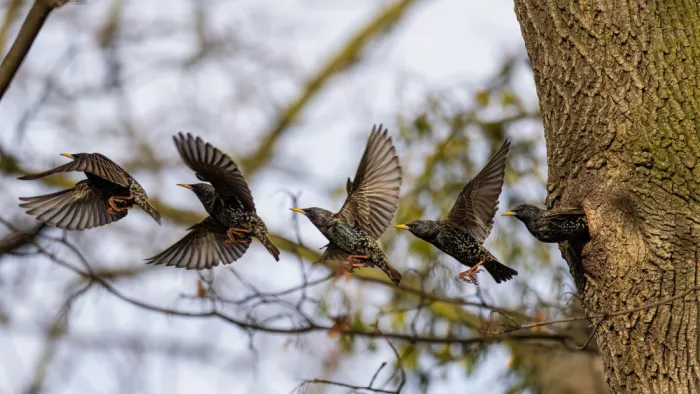 Kralik, Rostislav: Common starling (Sturnus vulgaris)