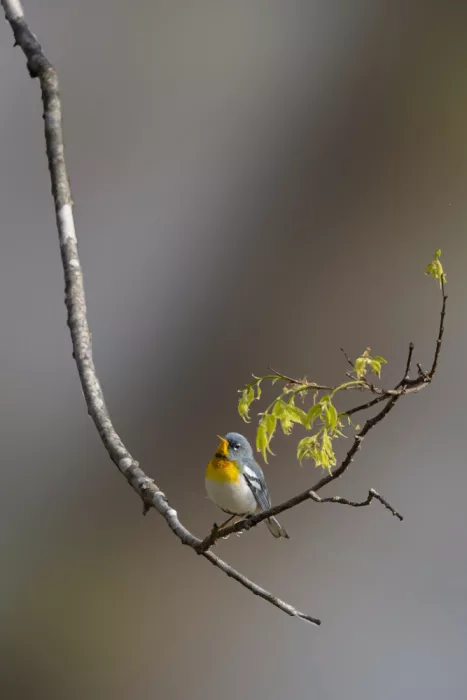 Zhang, ZY: Spring