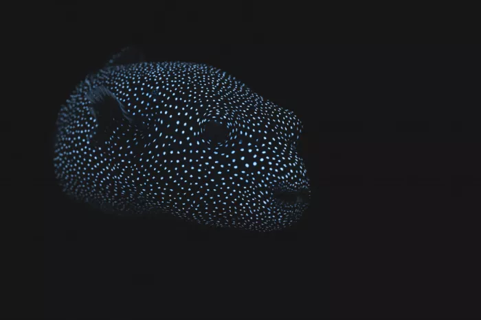 Gabriel, Barathieu: Guineafowl puffer