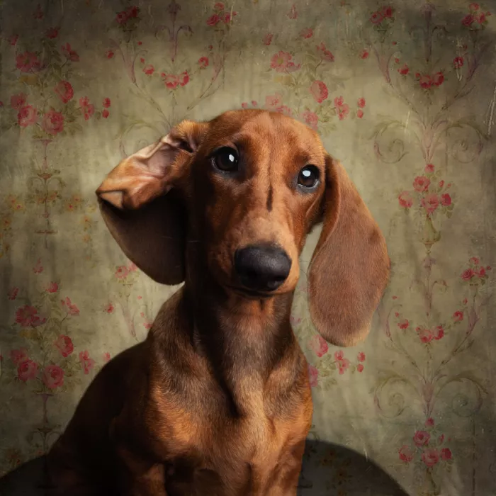 Willers, Heike: Ronny Rosso (2)
