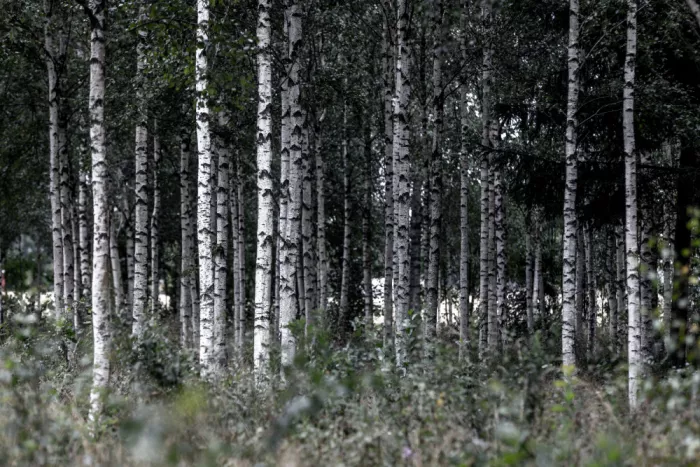 Böhmer, Mareike: Břízové stromy 21