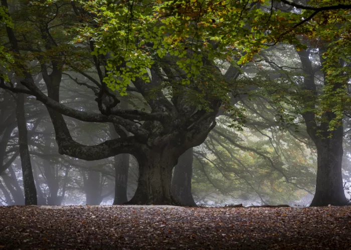 Barboni, Sergio: The old beech