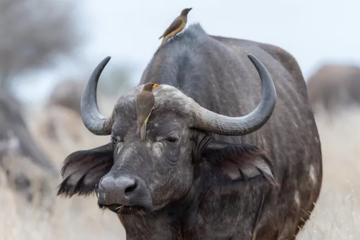 Haenen, Jeke: Buffalo with oxpecker