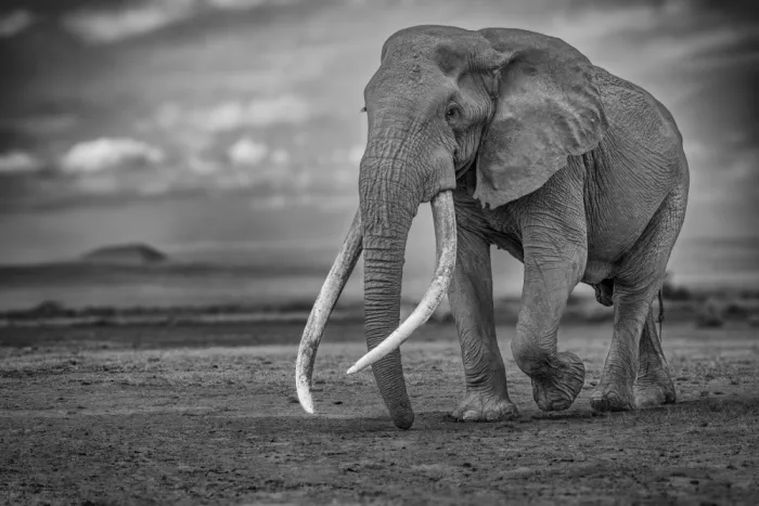 Khataw, Ali: Big Tusker