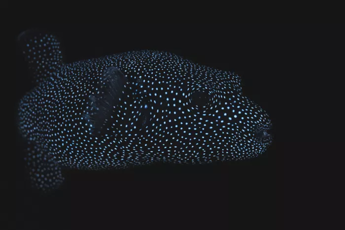 Gabriel, Barathieu: Guineafowl puffer BW