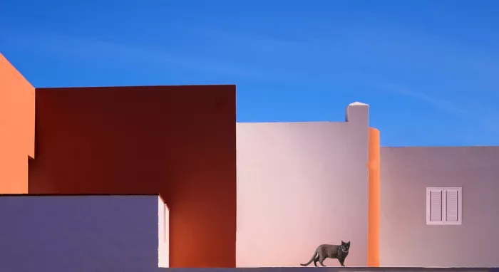 Engström, Erik: Cat on the wall
