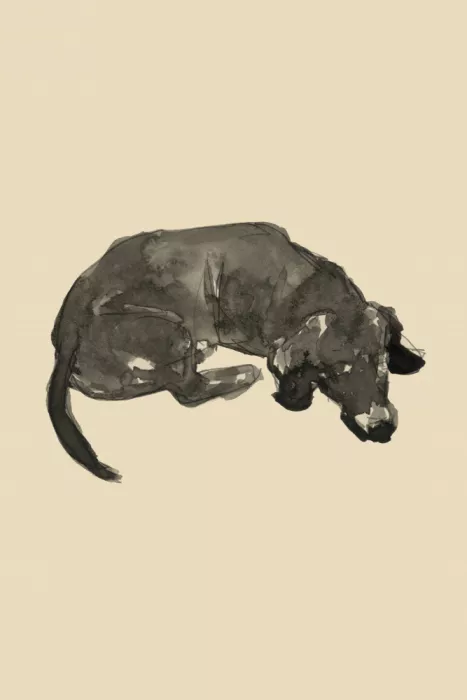 cartissi: The Sleeping Dachshund