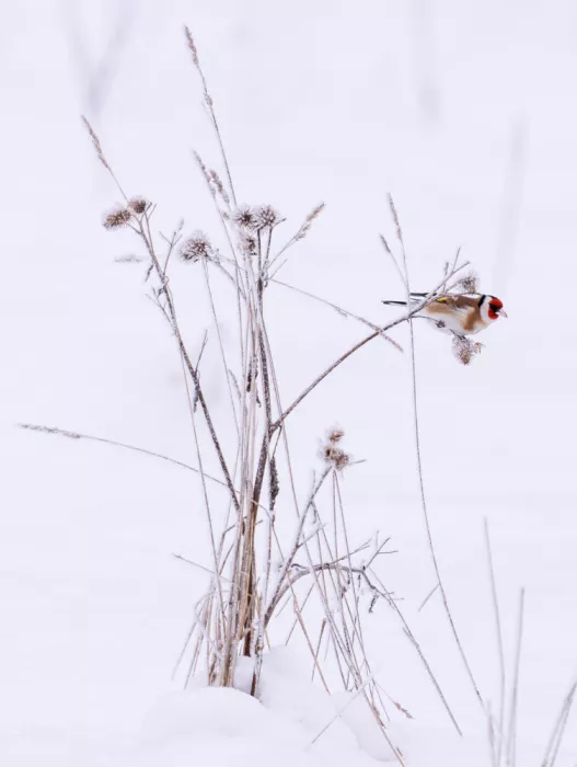 Wallberg, Allan: A winter picture
