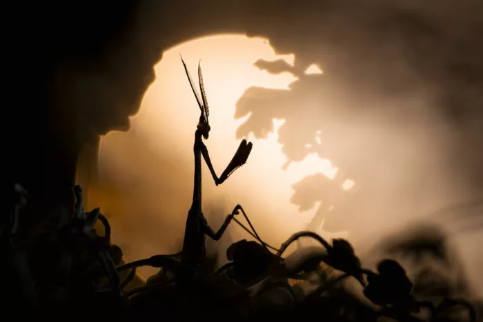 Blomme, Sebastien: A disturbing shadow