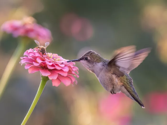 Z, Leechee: Shared Nectar