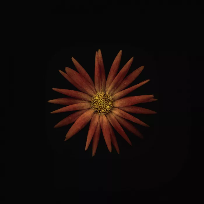 Grønkjær, Lotte: Calendula