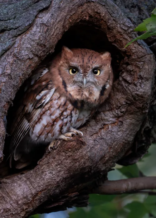 Wang, Victor: Eatern Screech Owl