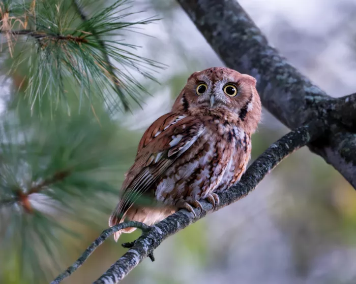 Wang, Victor: Eastern Screech Owl Perched on a Pine Branch