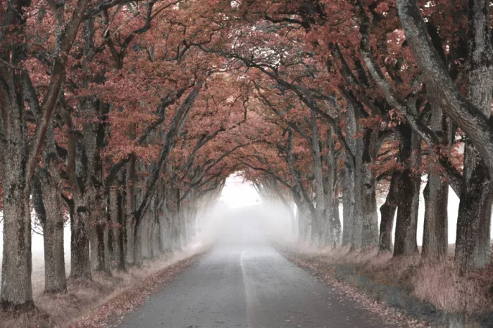 Sillen, Christina: Tunnel autunnale