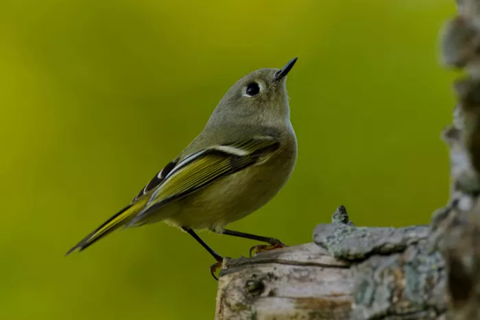 Lam, Gavin: Ruby-crowned Kinglet