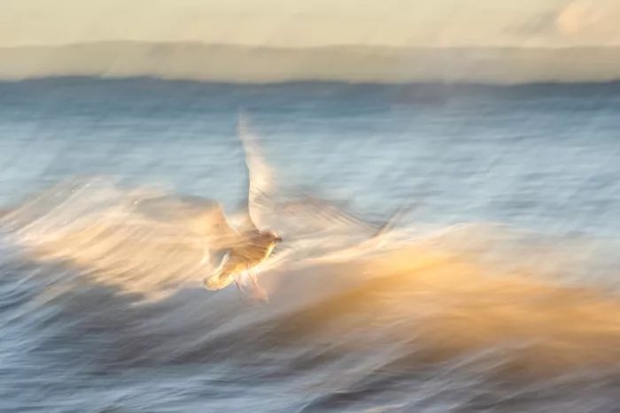 Eisenmann, Ulrike: Dancing seagull in the morning light