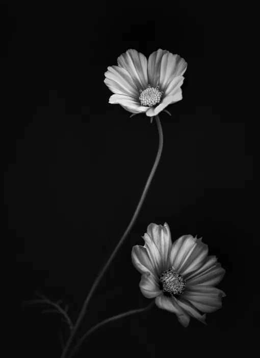 Grønkjær, Lotte: 2 flowers