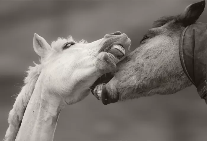 Wallberg, Allan: Horses in action
