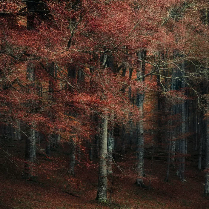 Pessotto, Tommaso: Whispers of Crinsom Fall