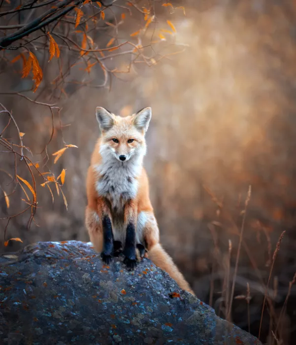 Wang, Catherine: Fall Portrait of a Fox