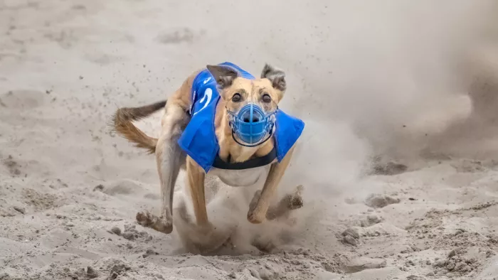 Keurlinckx, Els: Bluey