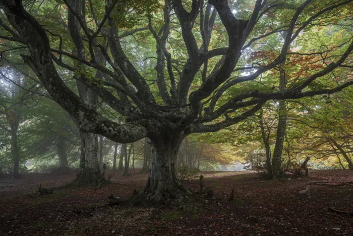 Barboni, Sergio: The old beech tree