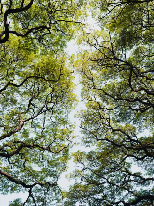 Photolovers: Trees in a botanical garden in Sri Lanka