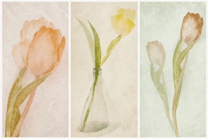Davidsson, Gustav: Tulip Triptych III