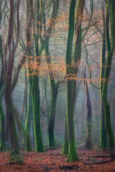 Oostrum, van Marc: Autumn Forest