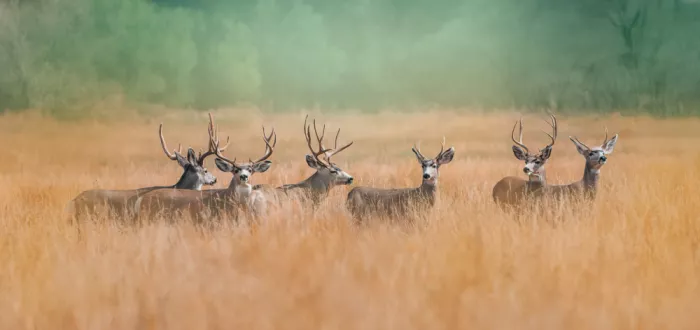 Wang, Catherine: Deer by the Golden Field