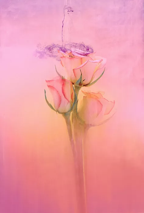 Uranga, Pedro: Roses in the water.