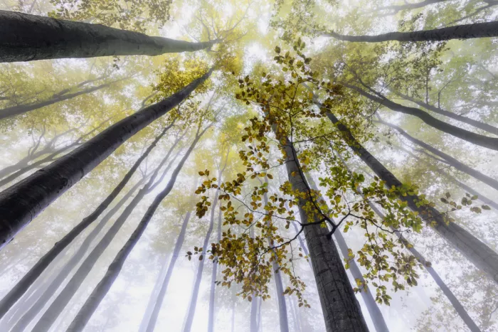 Pavlasek, Tom: The Breath of Autumn