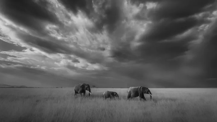 Jiao, Yang: Elephants Beneath the Gathering Storm