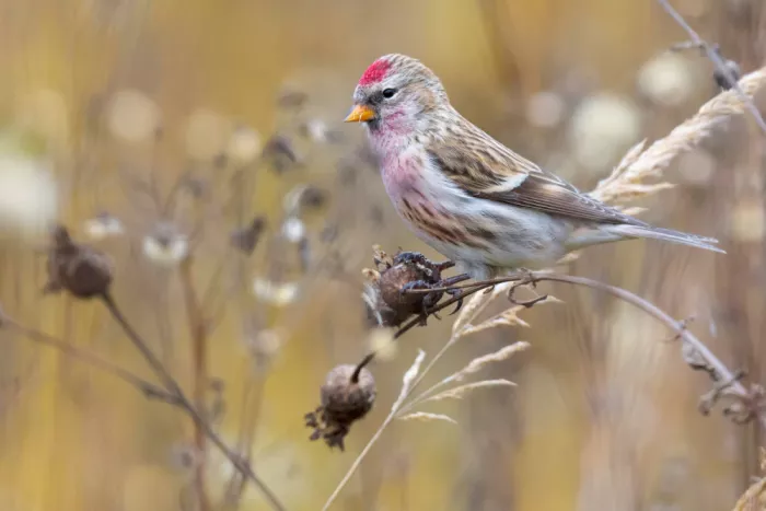 Doronin, Dmitry: Common redpoll male
