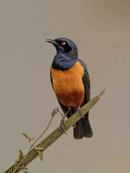 Domont, Jois: Piviere del Serengeti