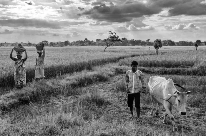 Chakraborty, Sudipta: Daily life at Rural Bengal