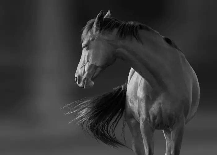 Wallberg, Allan: The horse