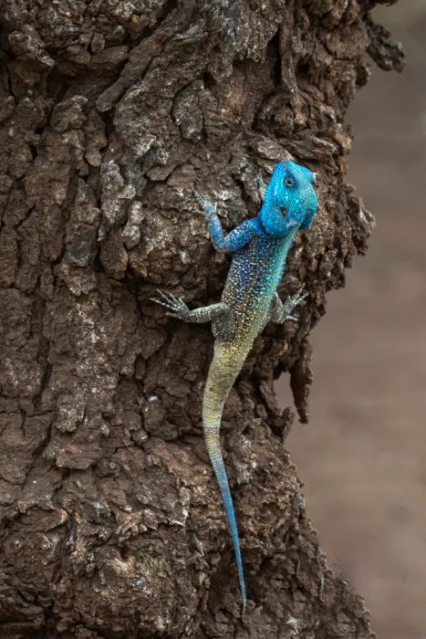 Haenen, Jeke: Bleu Headed Tree Agame