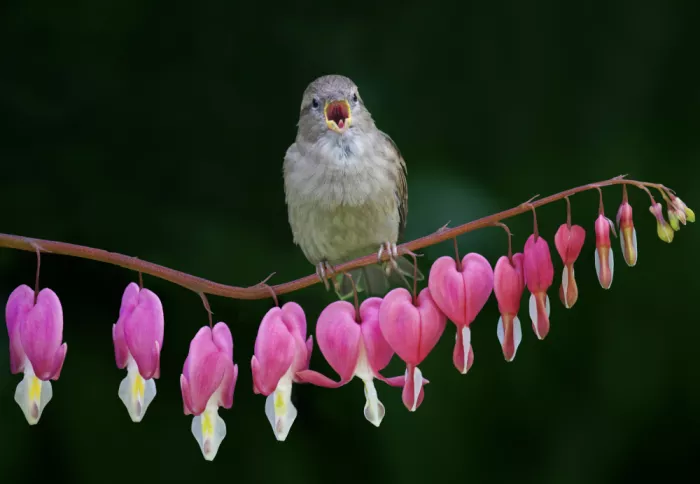 Castellano, Michael: Spring Song