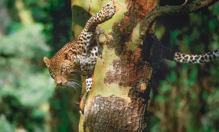 Sink, C. Jeffrey: Der Leopard - die schönste Großkatze?