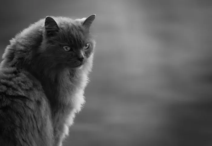 Wallberg, Allan: The cat