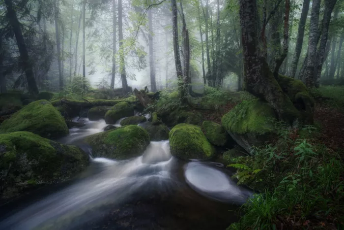 Alexandrov, Alexander: Forest June Stories