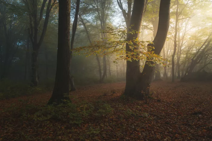 Coman, Ionut Alexandru: Golden Morning in the Forest