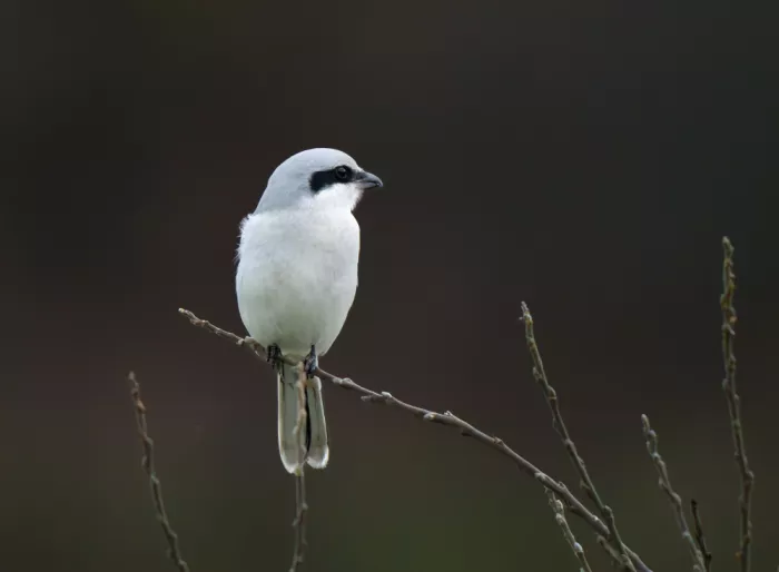 Wallberg, Allan: Great grey shrike
